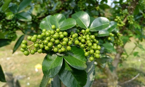 菌肚菇功效-肚菇吃法网-分享肚菇菌，肚菇菌知识库