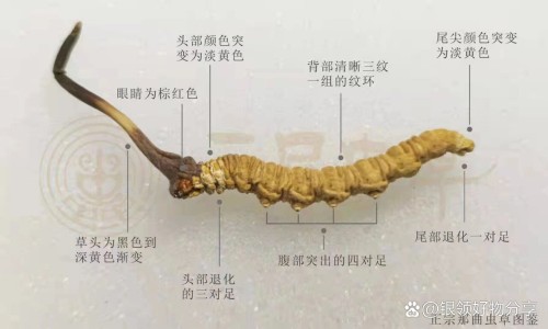 菌肚菇功效-肚菇吃法网-分享肚菇菌，肚菇菌知识库